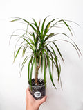 Dracaena marginata