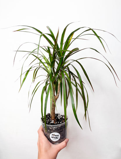 Dracaena marginata