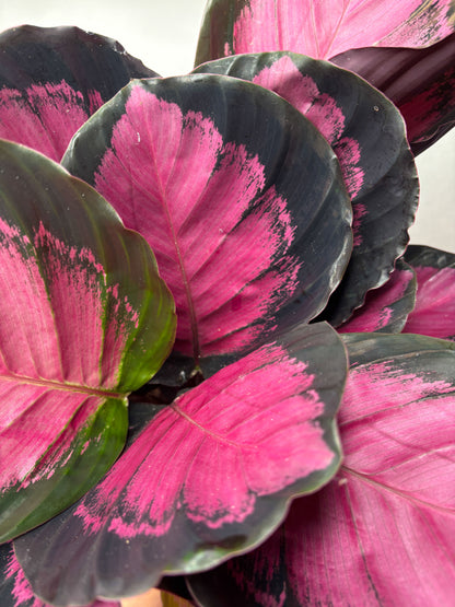 Calathea ‘Crimson’
