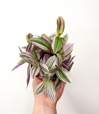 Tradescantia Nanouk