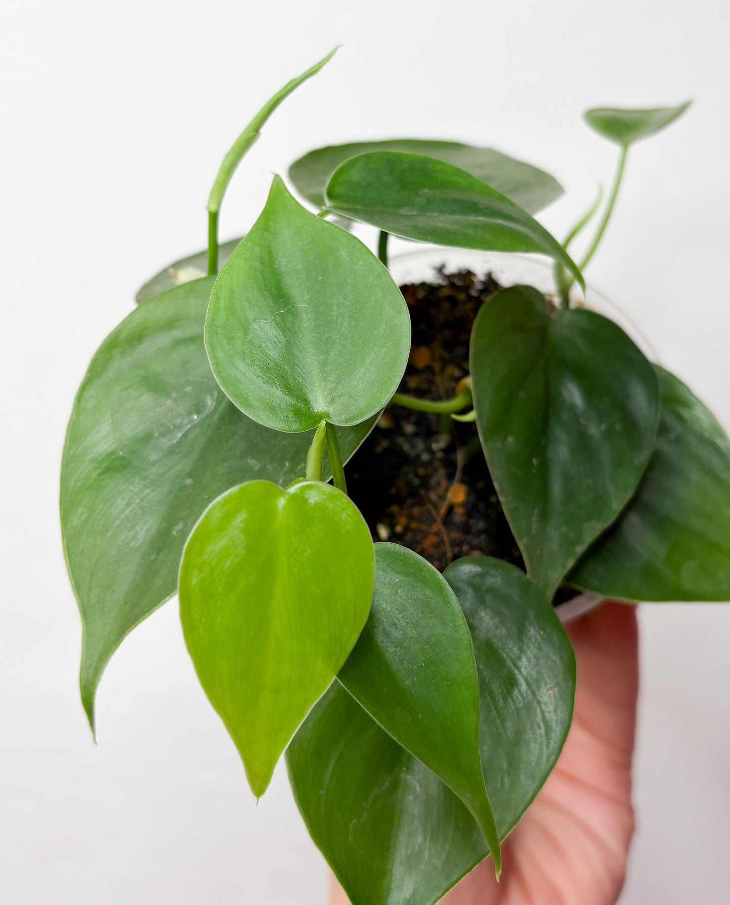 Heartleaf Philodendron