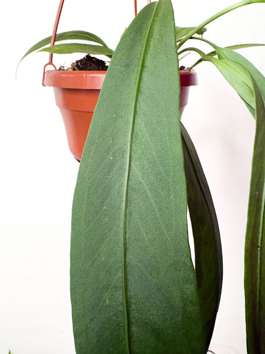 Anthurium vittariifolium