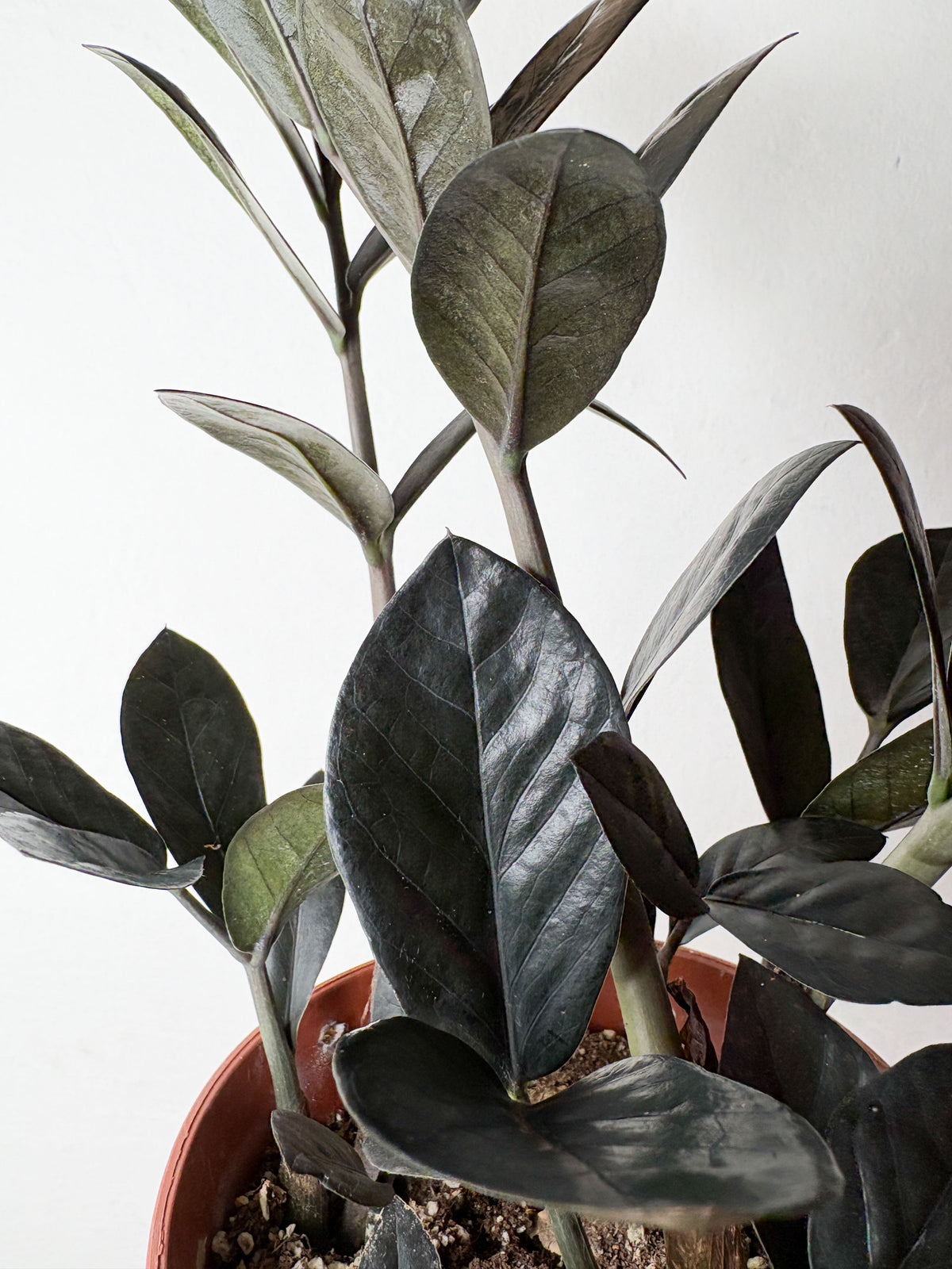 Zamioculcas 'Raven'