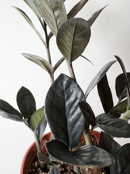 Zamioculcas 'Raven'