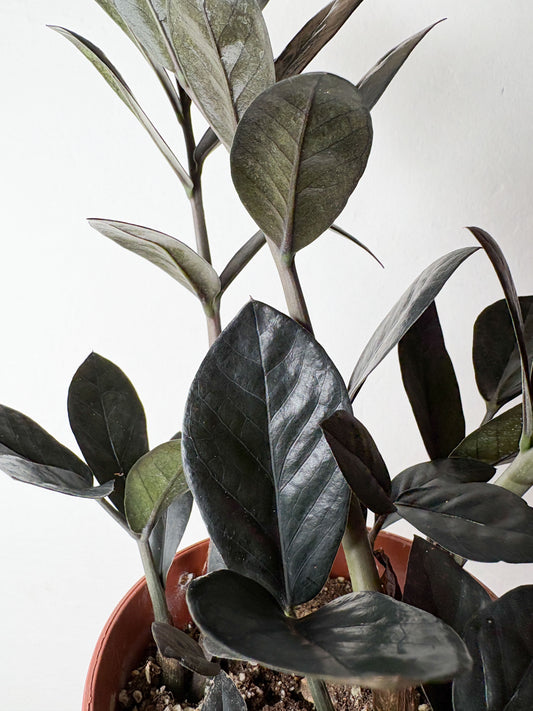 Zamioculcas ‘Raven’