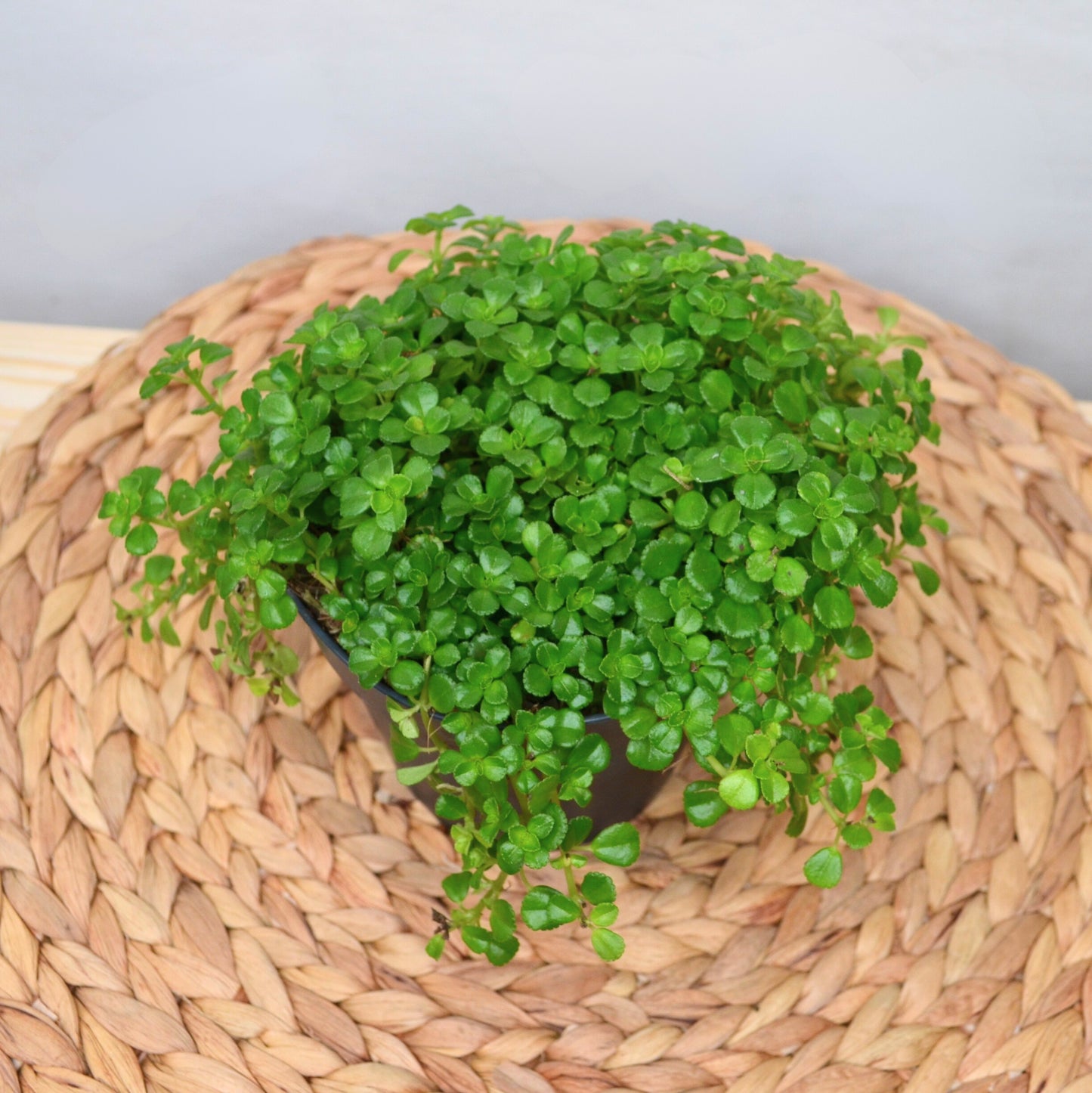 Pilea Depressa