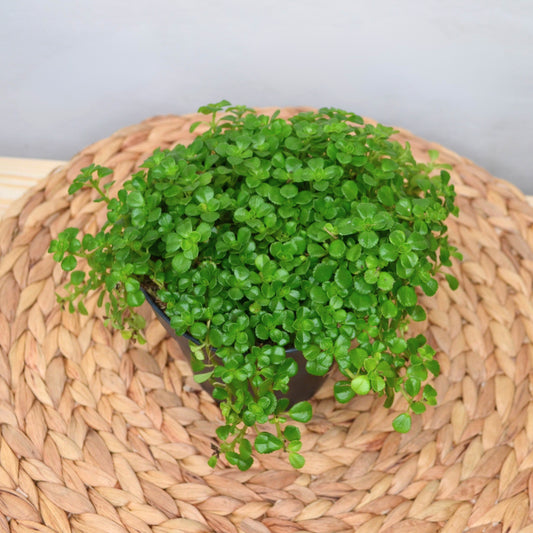 Pilea Depressa