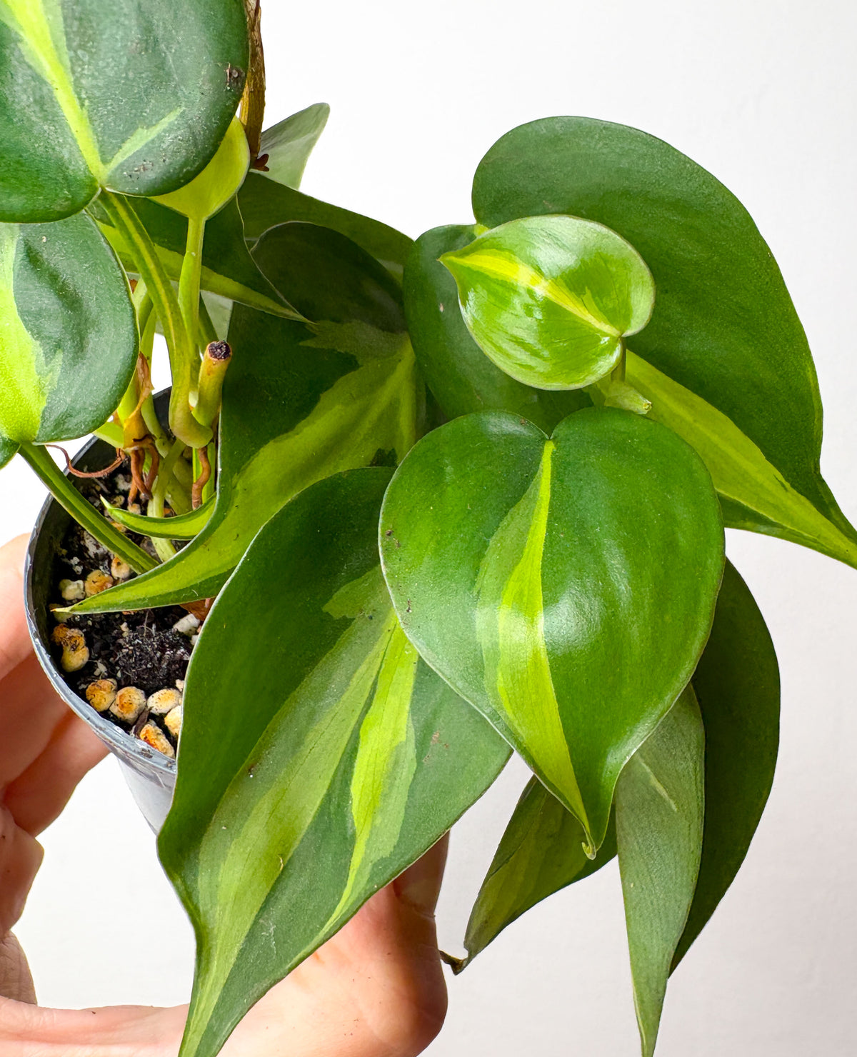 Philodendron Brasil