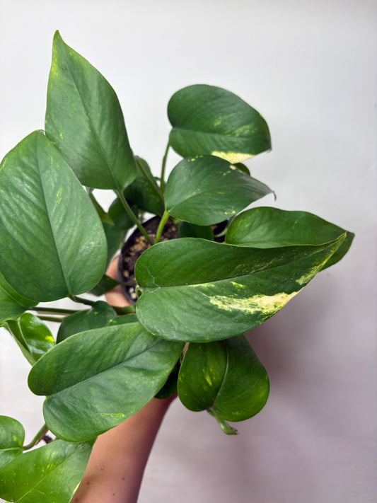 Golden Pothos