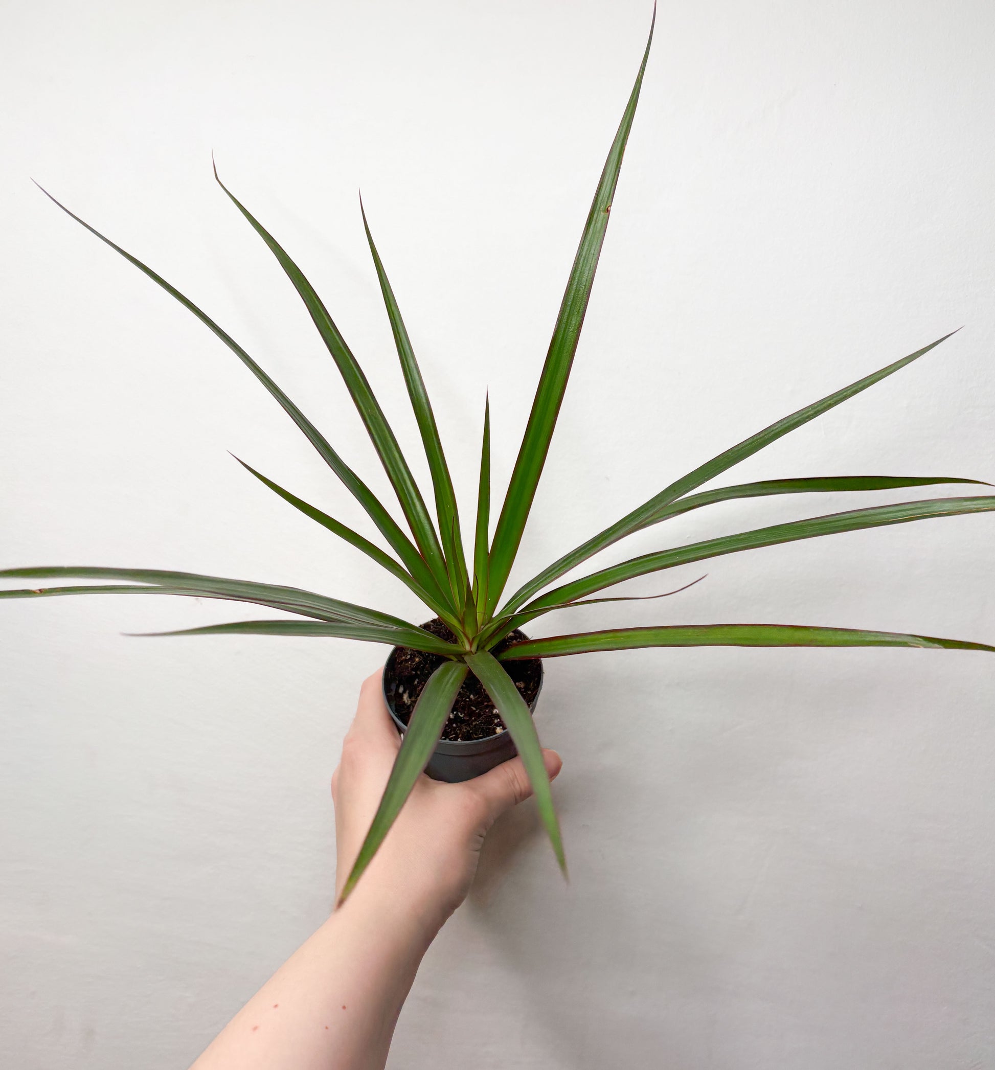 dracaena marginata toxic to dogs Dracaena Marginata – Plantaholic