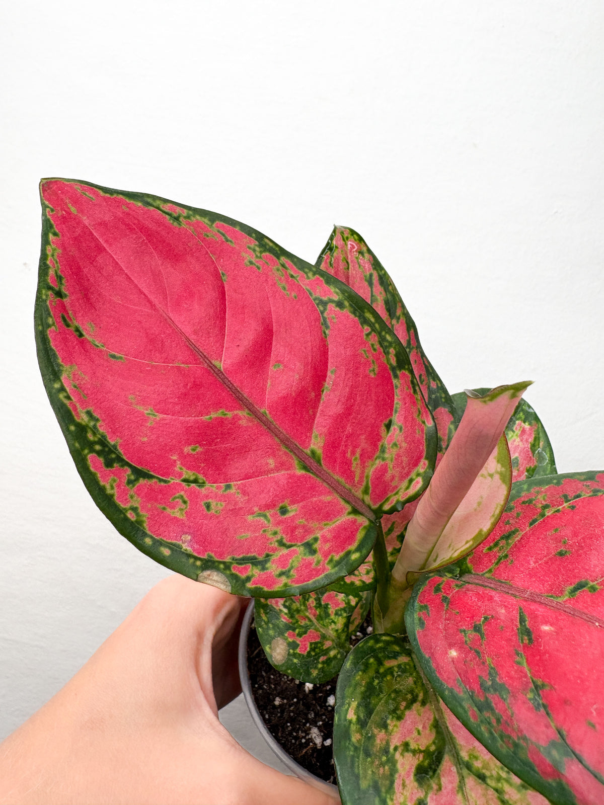 Aglaonema 'Red Valentine'