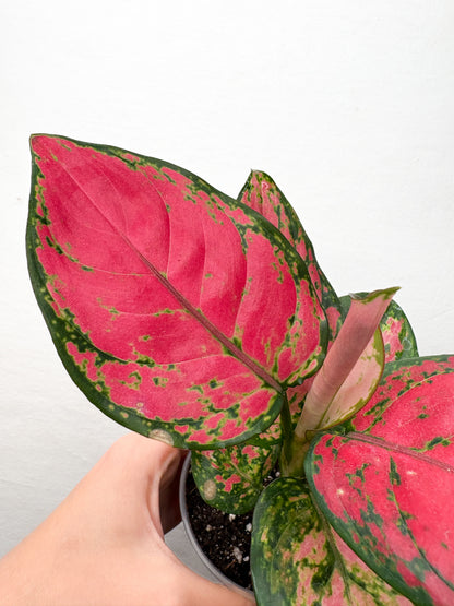 Aglaonema 'Red Valentine'