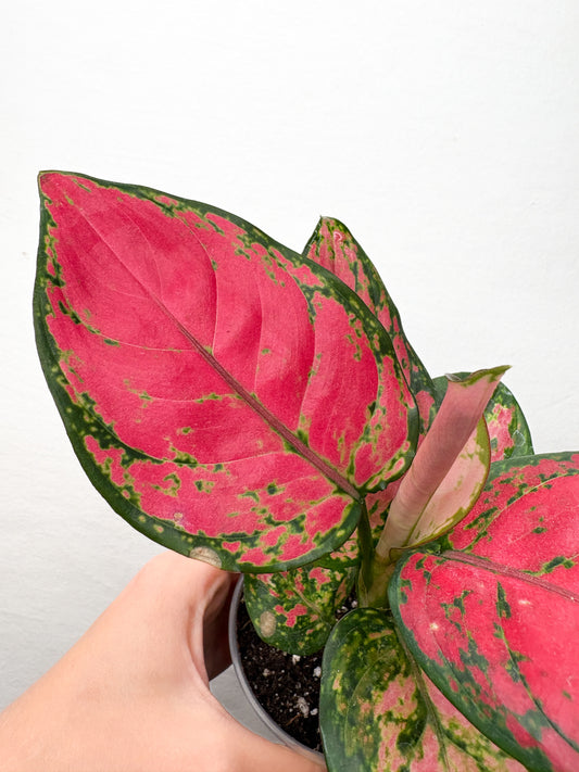 Aglaonema 'Red Valentine'