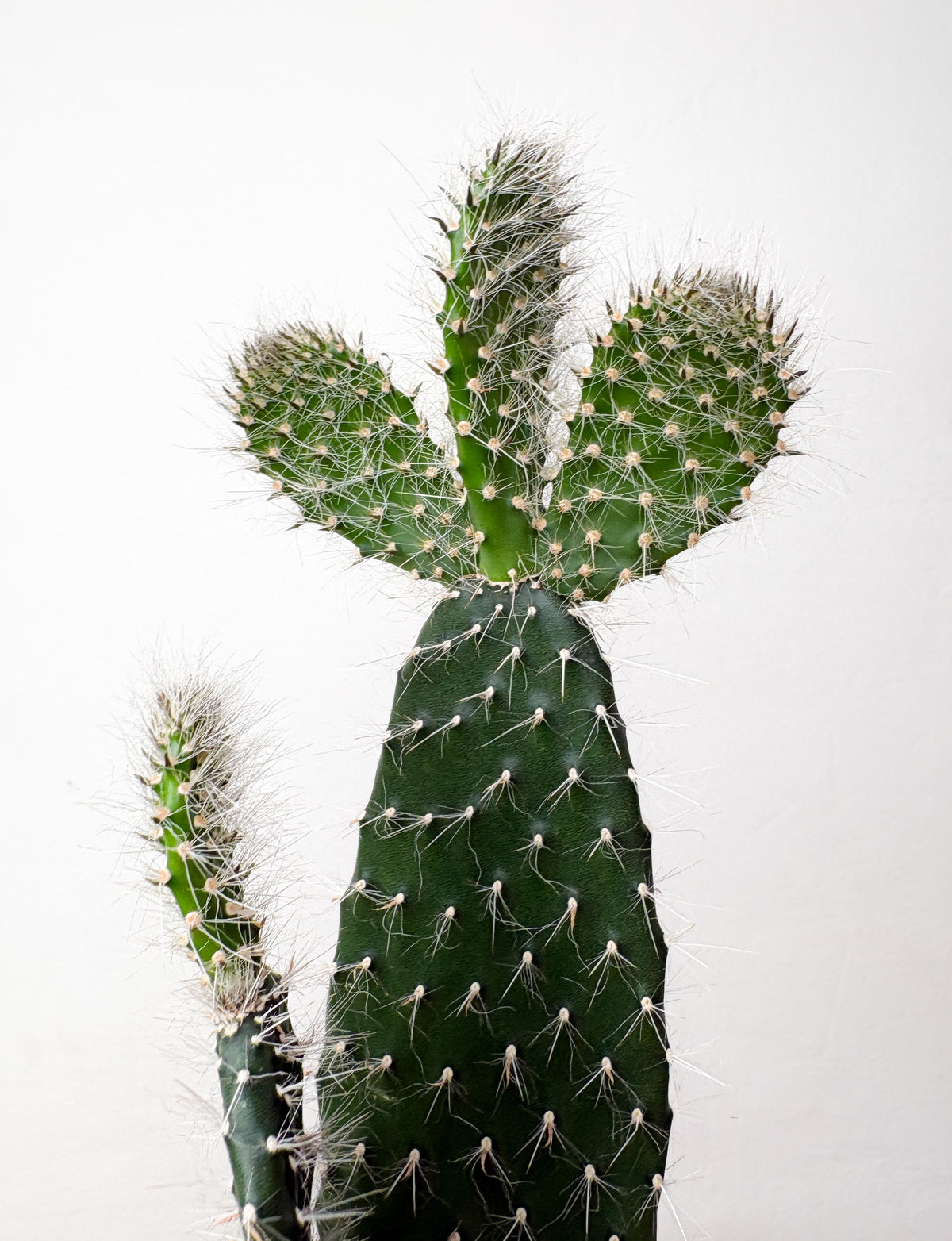 Opuntia kaktuss