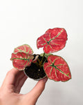 Caladium ‘Fire phoenix’
