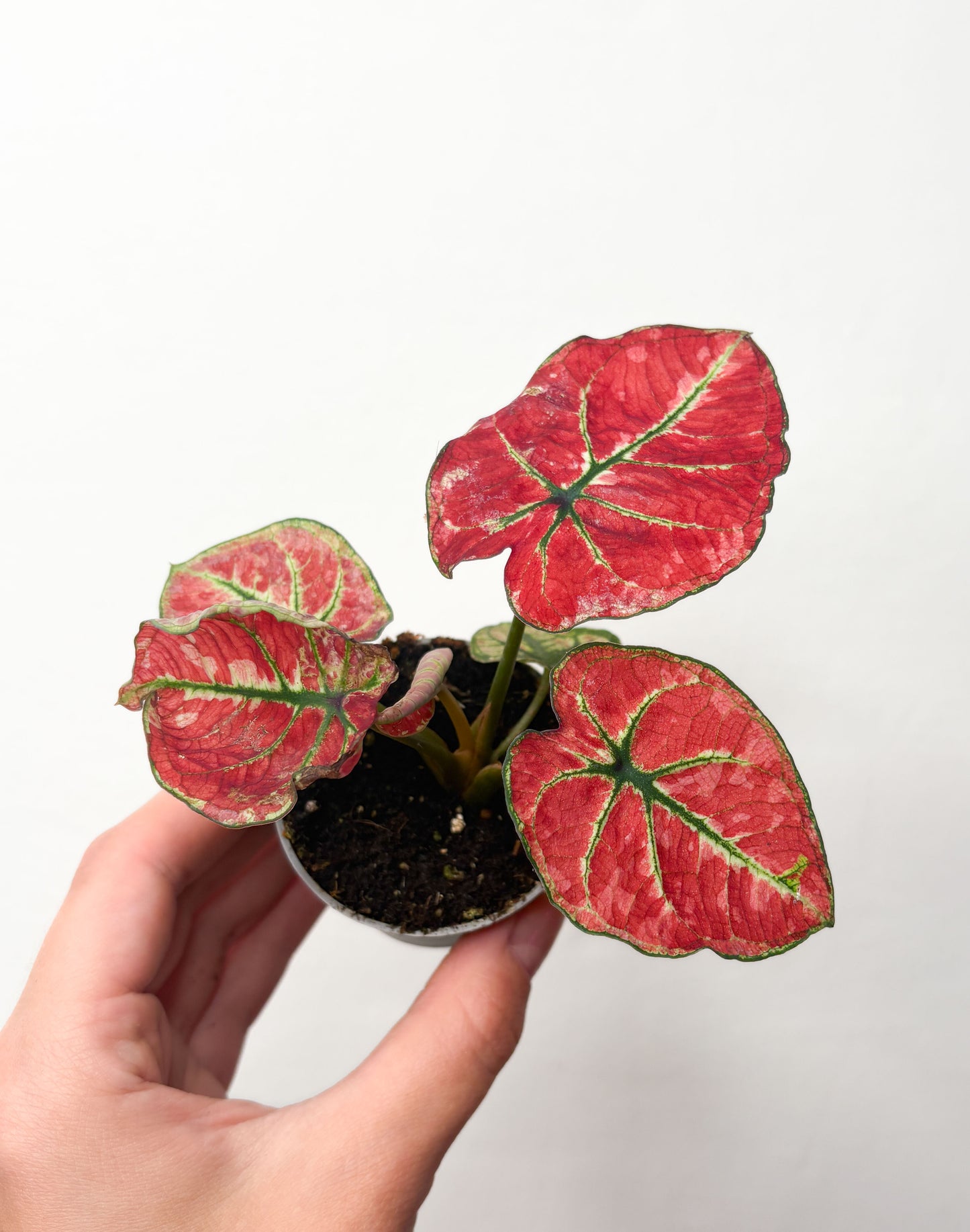 Caladium ‘Fire phoenix’