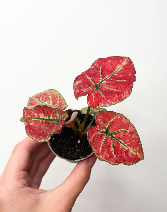 Caladium ‘Fire phoenix’