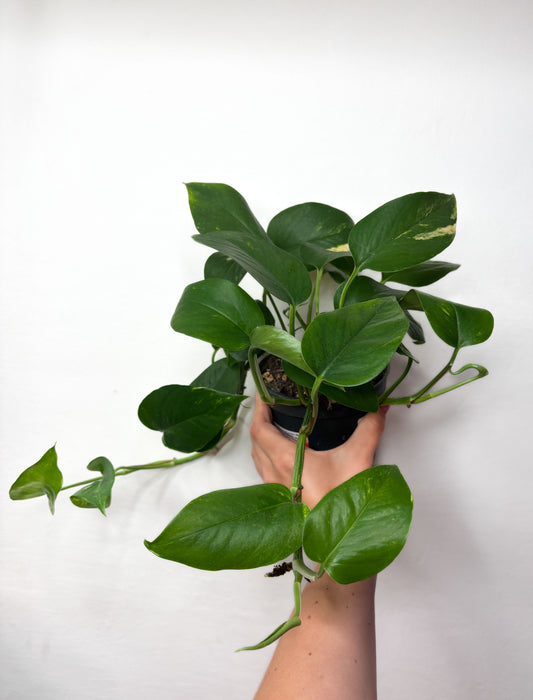 Golden Pothos