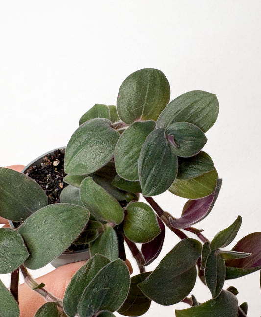 Tradescantia ‘Baby Bunny Bellies’