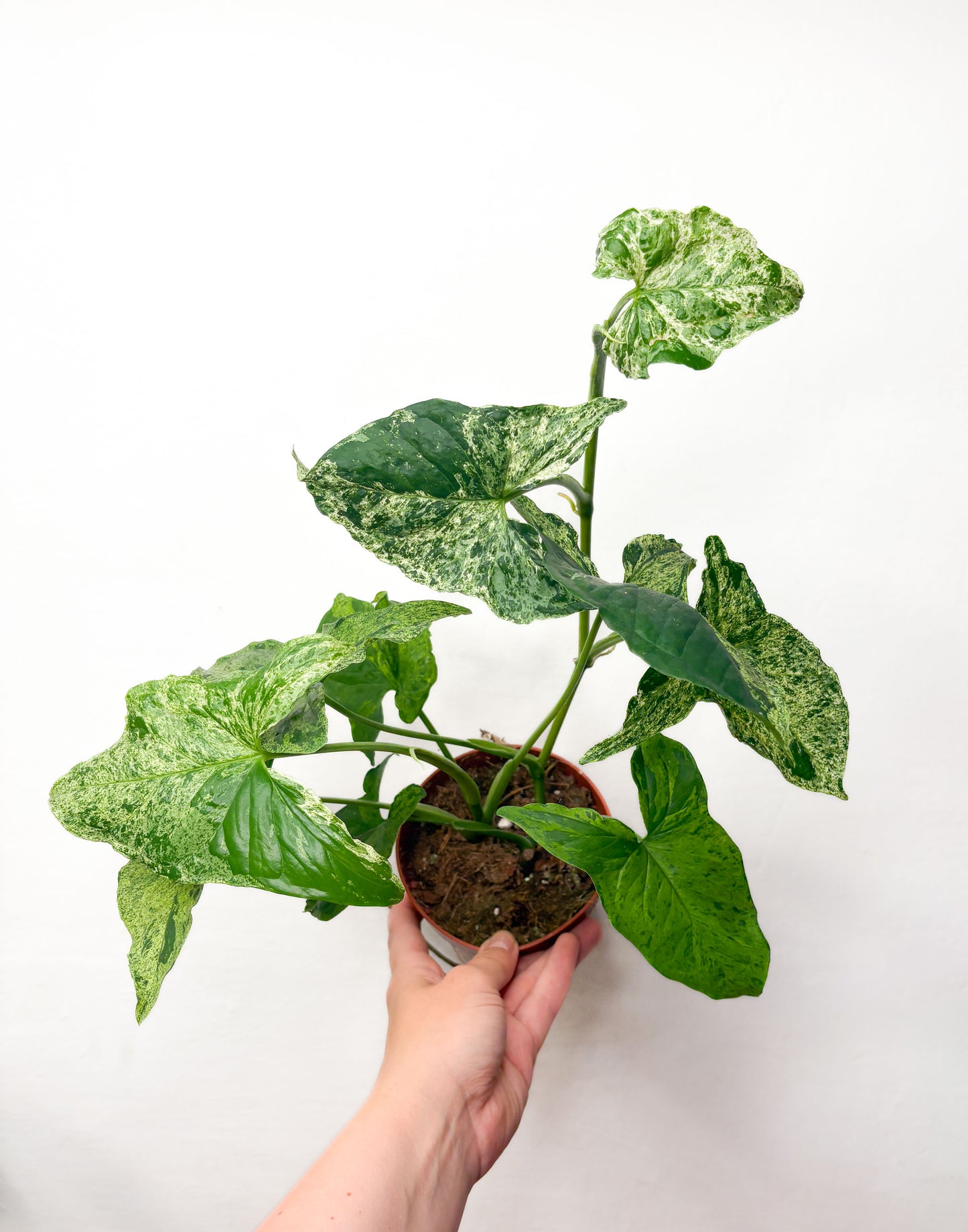 Syngonium Mottled