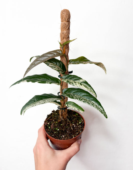 Ficus sagittata ‘Variegata’