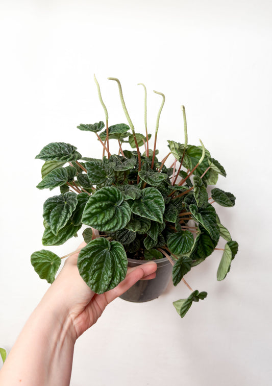 Peperomia Lilian