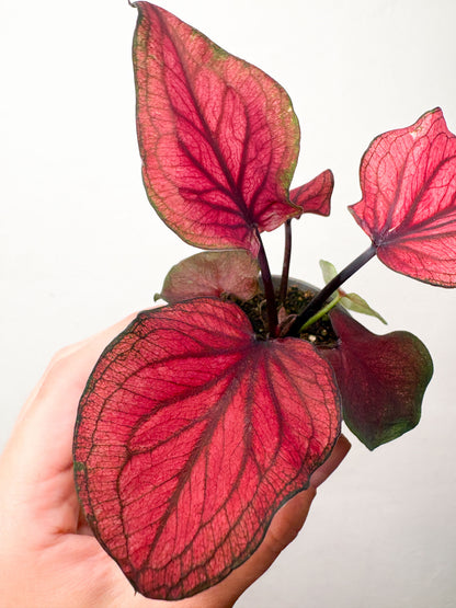 Caladium ‘Lucia’