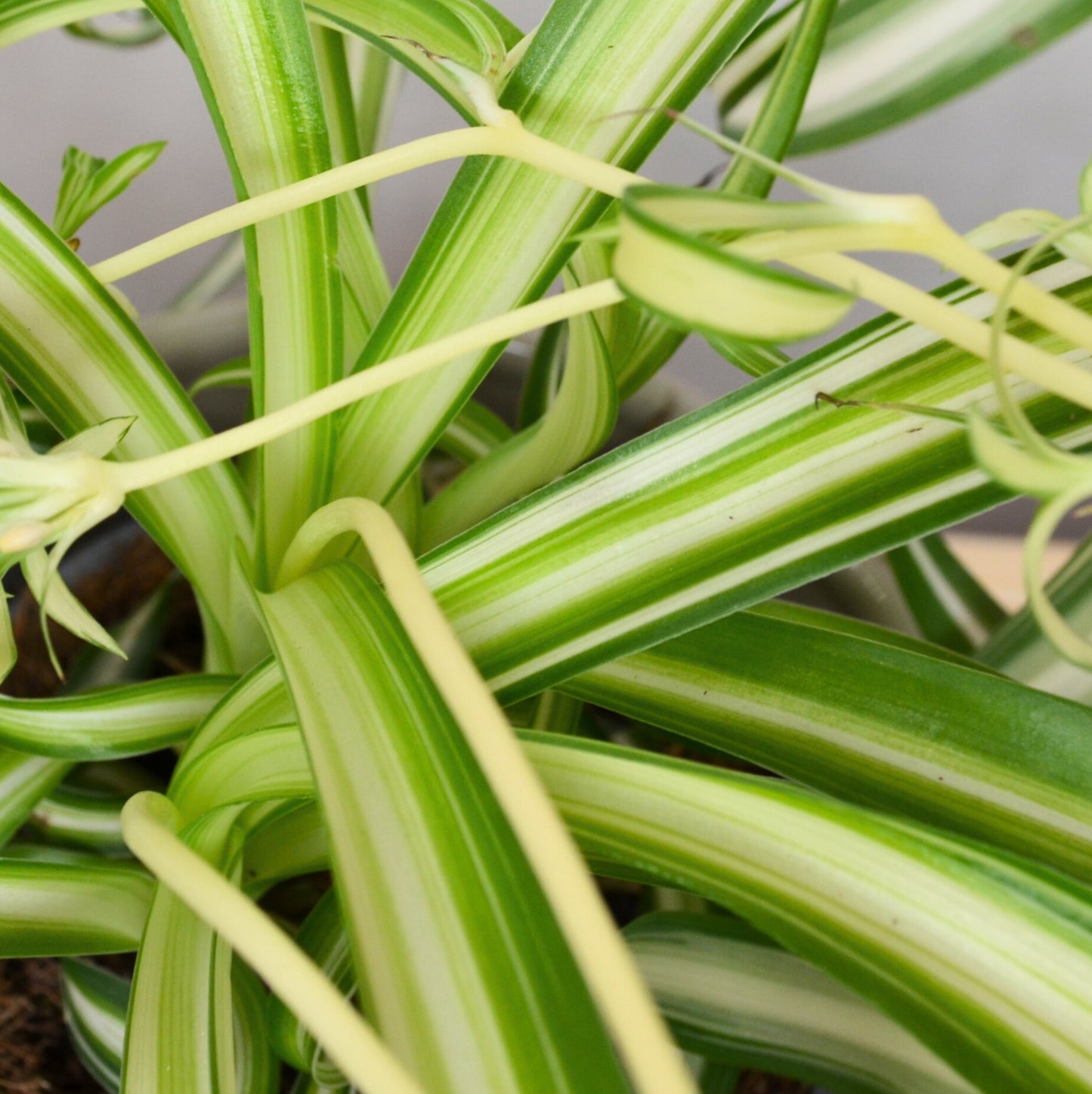 Chlorophytum Comosum Bonnie