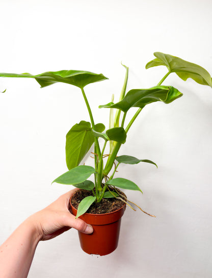 Philodendron ‘Golden Violin’