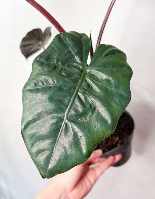 Alocasia sarawakensis ‘Yucatan Princess’
