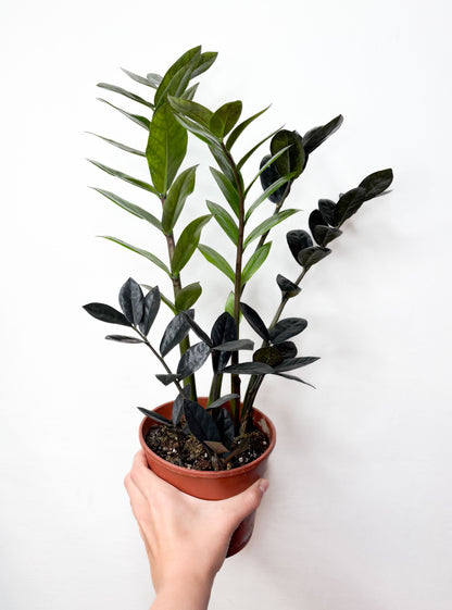 Zamioculcas ‘Raven’