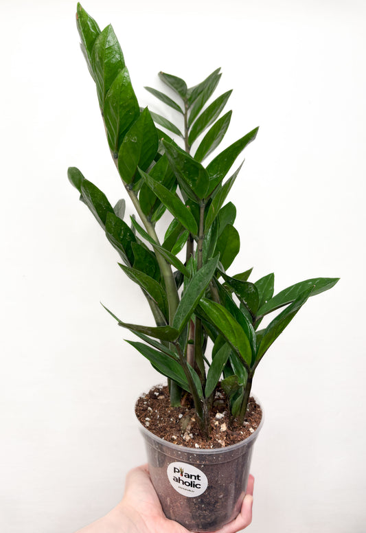 Zamioculcas Zamiifolia