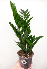Zamioculcas Zamiifolia