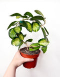 Hoya Australis Lisa