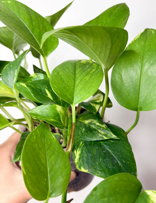 Golden Pothos