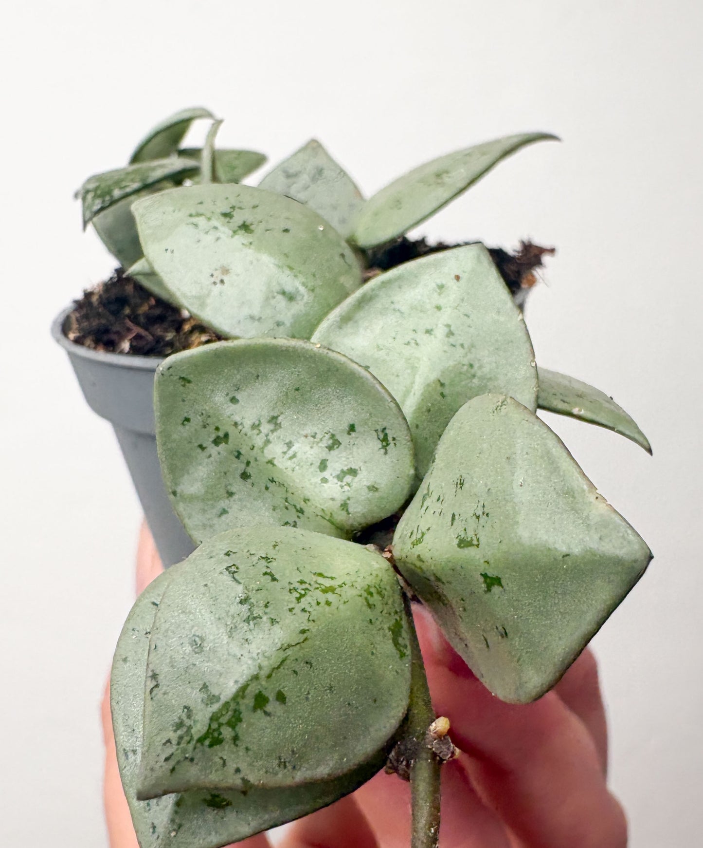 Hoya krohniana ‘Eskimo’