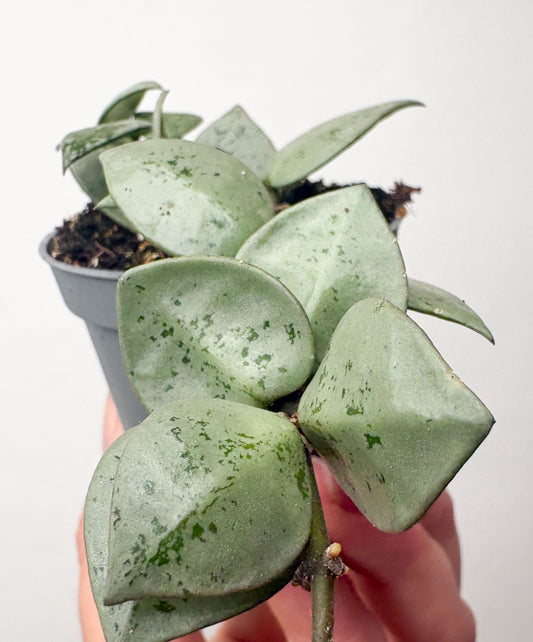 Hoya krohniana ‘Eskimo’