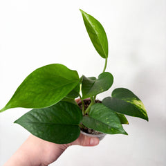Golden Pothos