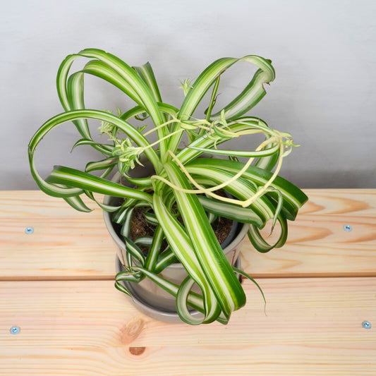 Chlorophytum Comosum Bonnie