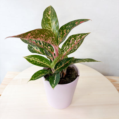 Aglaonema Harleyquin