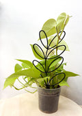 Indoor plant metal support