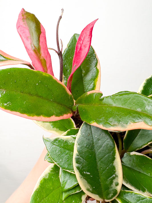 Hoya carnosa ‘Flamingo Dream’