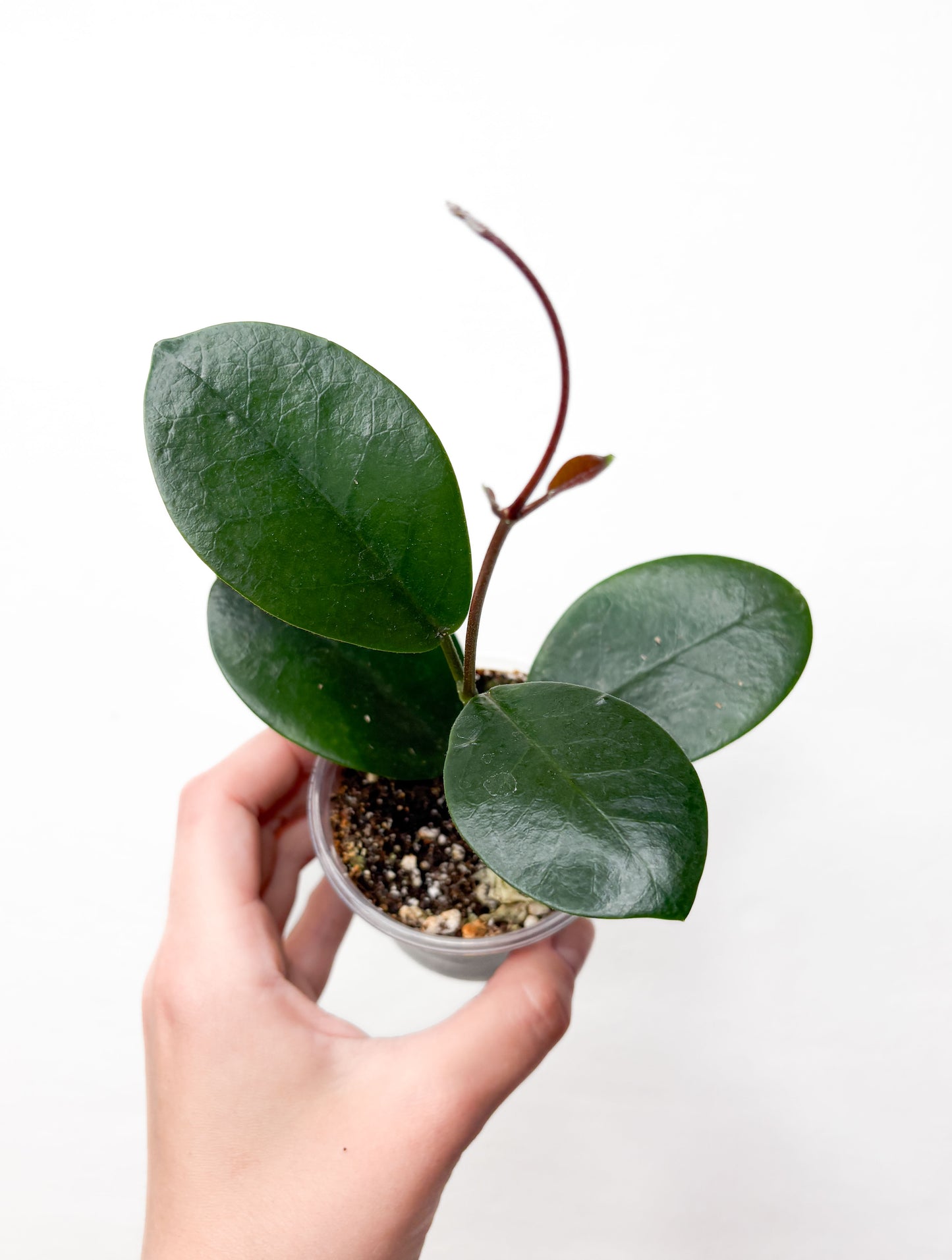 Hoya Australis
