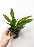 Codiaeum Variegatum