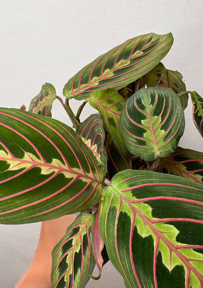 Maranta tricolor