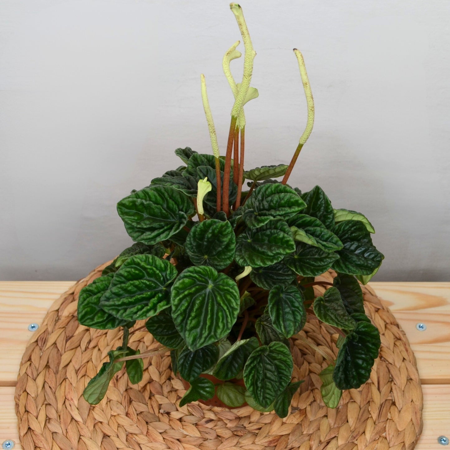 Peperomia Lilian
