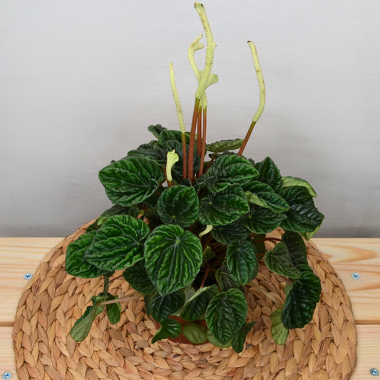 Peperomia Lilian
