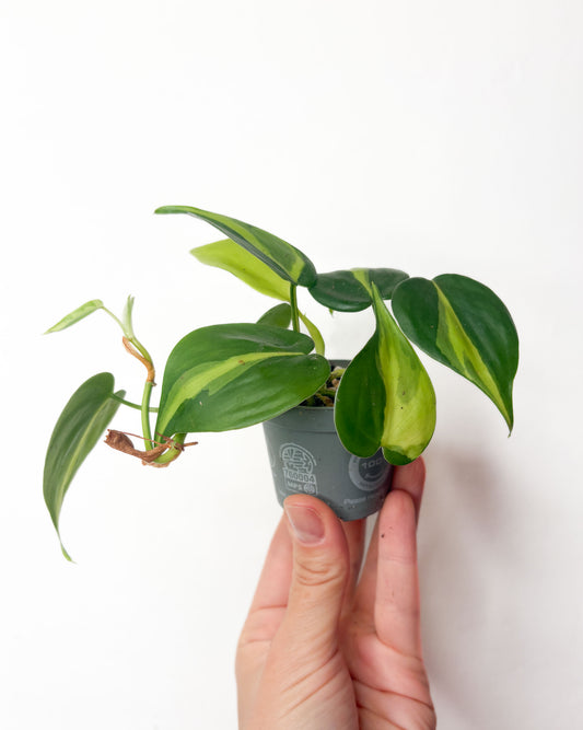 Philodendron Brasil