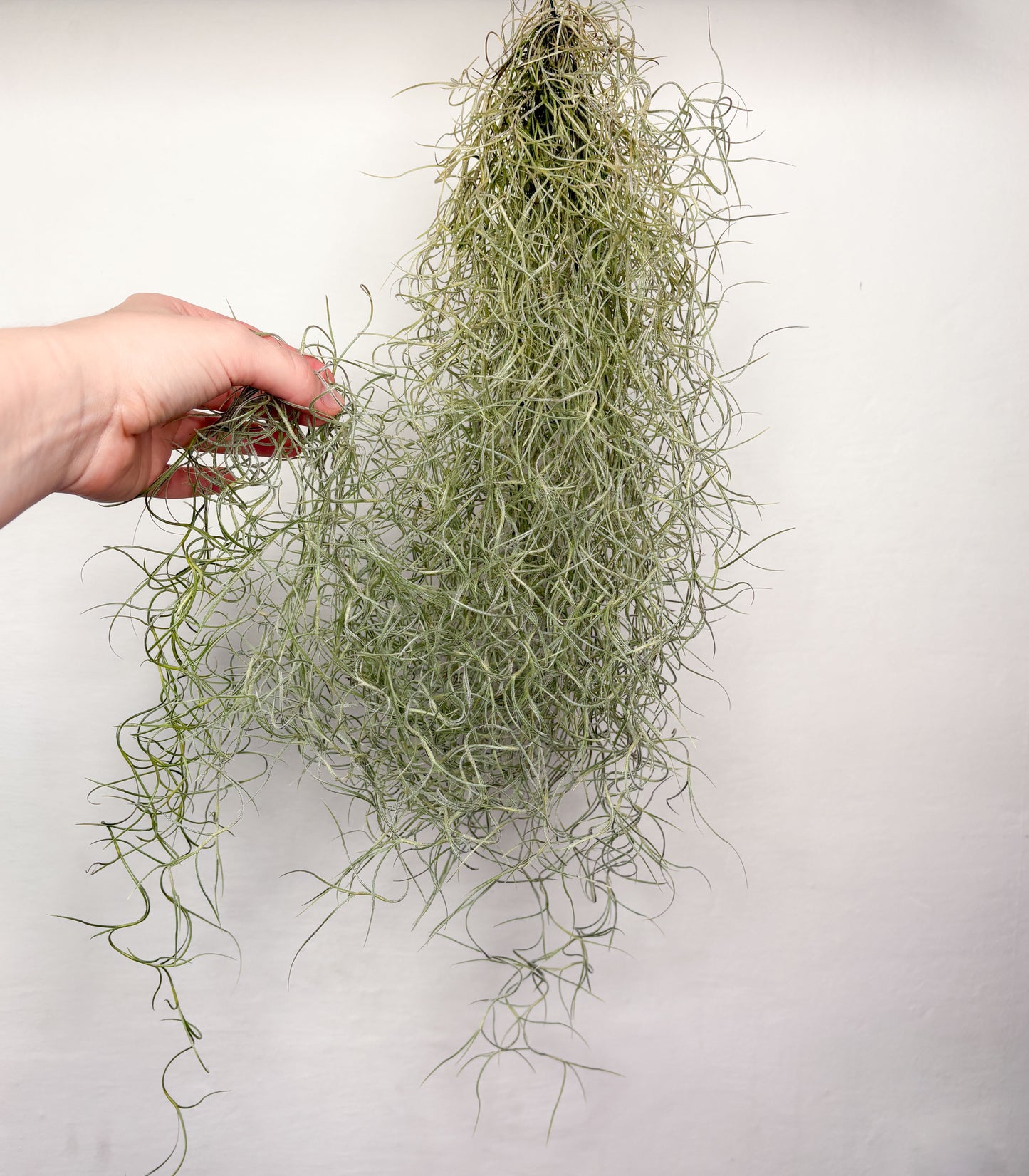 Tillandsia usneoides (gaisa augs, 50 cm)