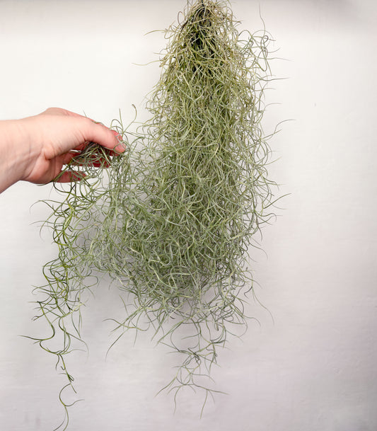 Tillandsia usneoides (gaisa augs, 50 cm)